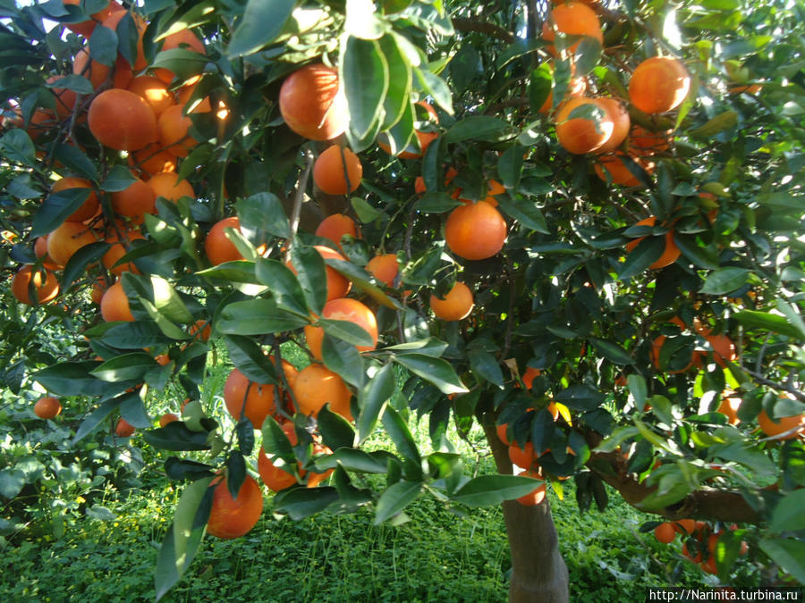 Апельсины на Сицилии Катания, Италия