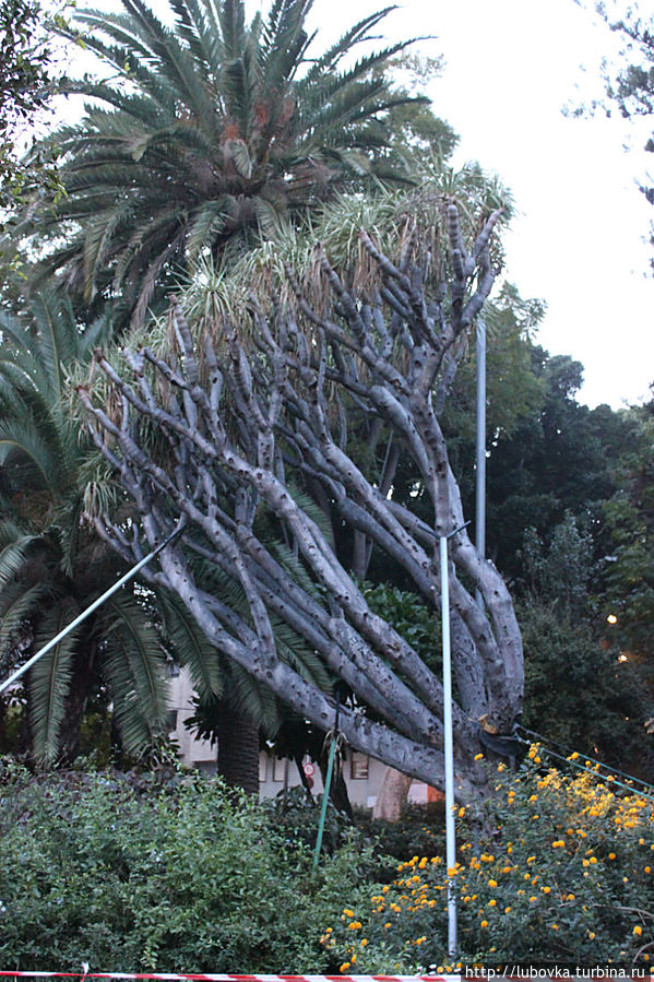 Драконово дерево (Dracaena draco) в  парке города Санта Крус. Икод-де-лос-Винос, остров Тенерифе, Испания
