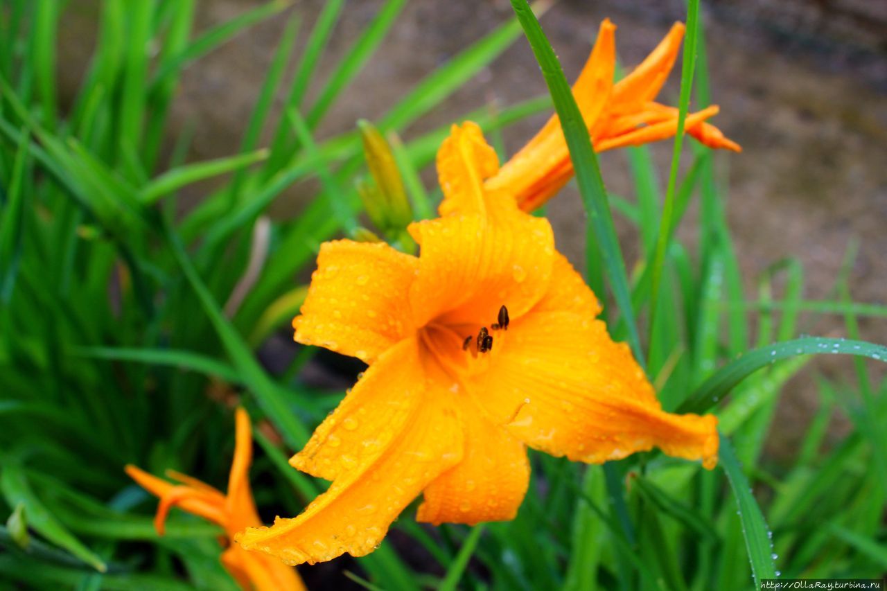 Питер, гроза и флоксы. Санкт-Петербург, Россия