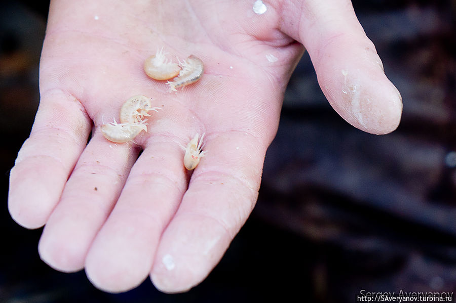 Бентос (пресноводные рачки)