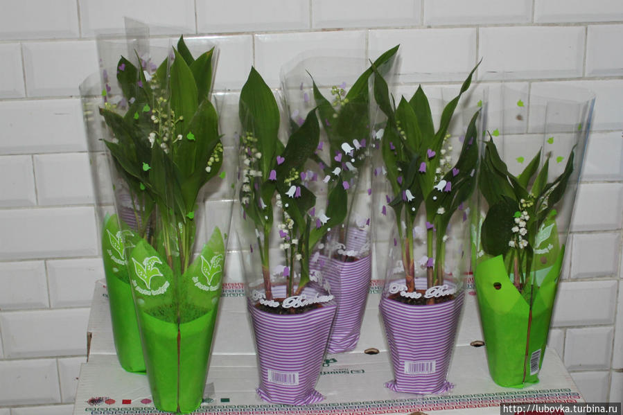 Ландыш  (Convallaria majalis) Франция