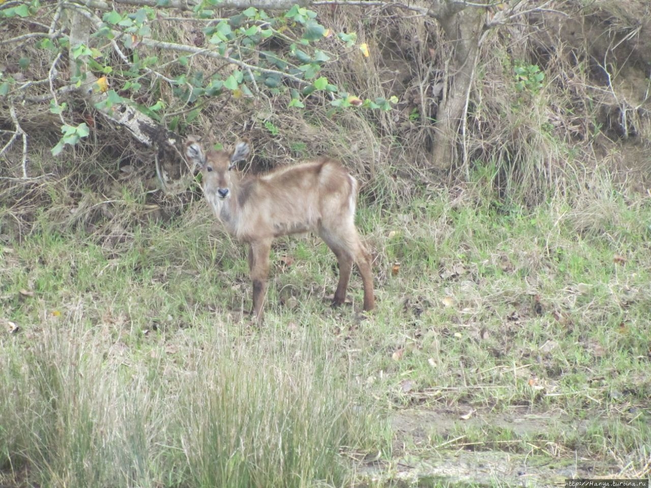 Водно-болотный резерват Санта-Лусия Болота Исимангалисо Национальный парк, ЮАР Водно-болотный резерват Санта-Лусия Болота Исимангалисо Национальный парк, ЮАР