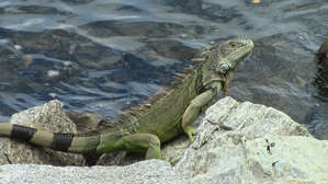 Игуана. Они очень быстро бегают и замечательно лазят по деревьям. Даже по гладким стволам пальм. Никогда бы не подумал.