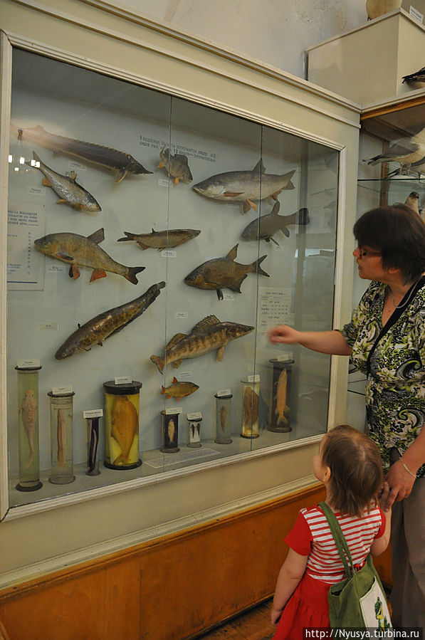 Витрине с рыбами — особое внимание. Необходимо выбрать, какую наш дед должен поймать вместе с любимыми внучками на рыбалке.