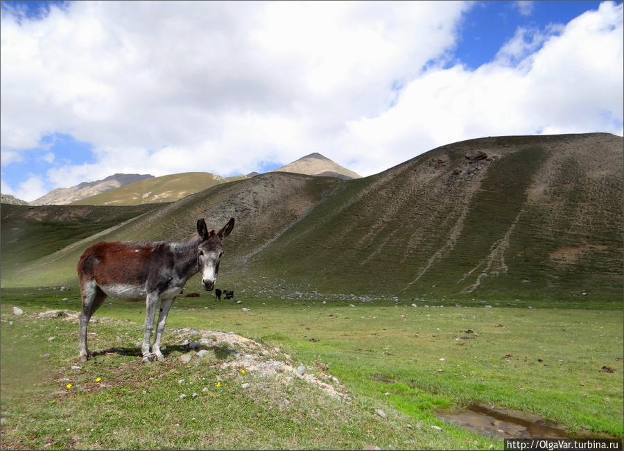 В Сусамырской долине Чуйская область, Киргизия