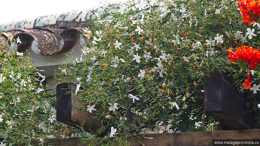 Жасмин  местный (белый), аромат настолько силен,  что 1-2 сорванных вечером цветочка наполняют благоуханием весь дом Малага, Испания