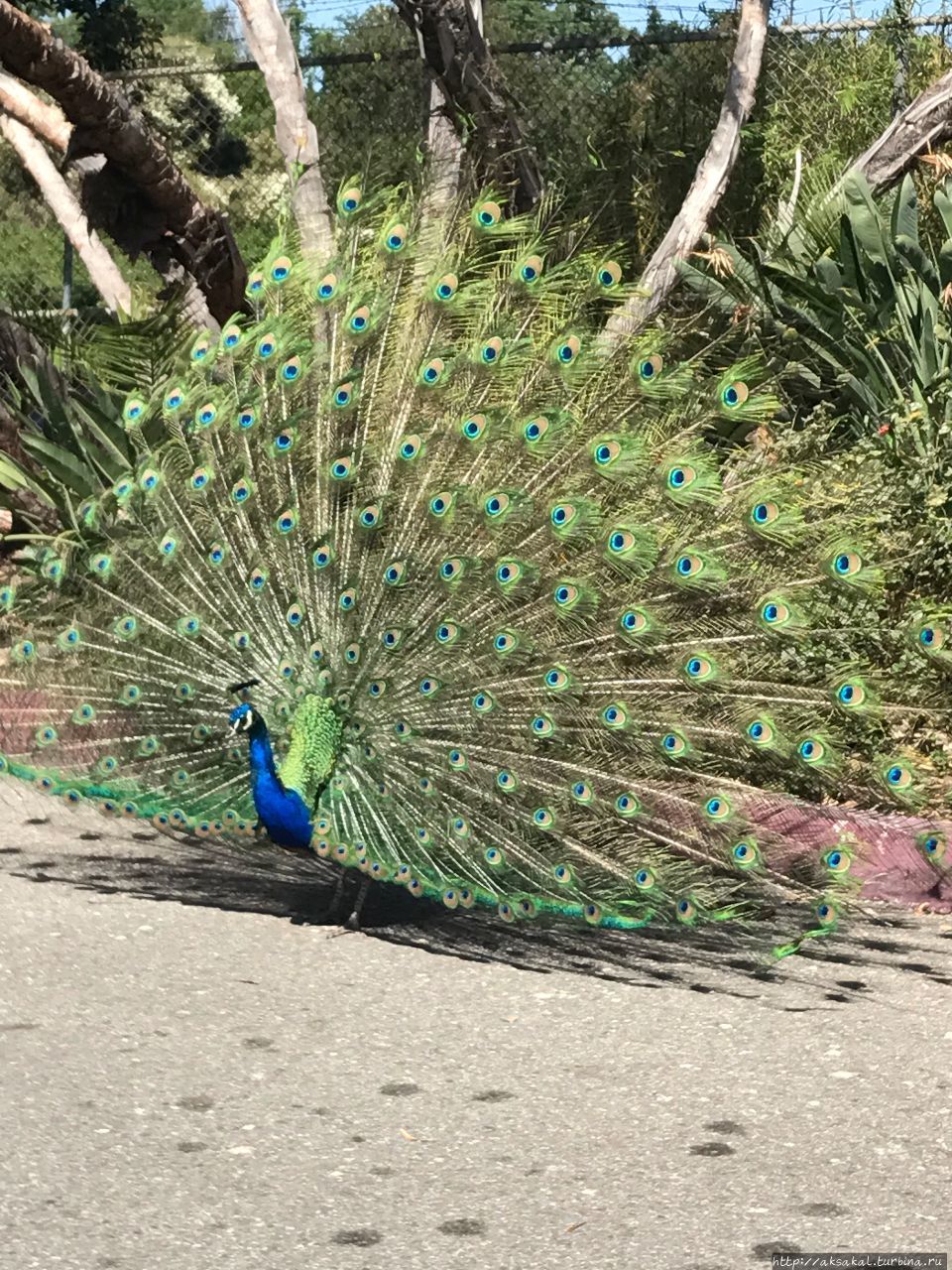 Он встречал меня у порога своего дома, Ботанического сада Арборетум. Лос-Анжелес, CША