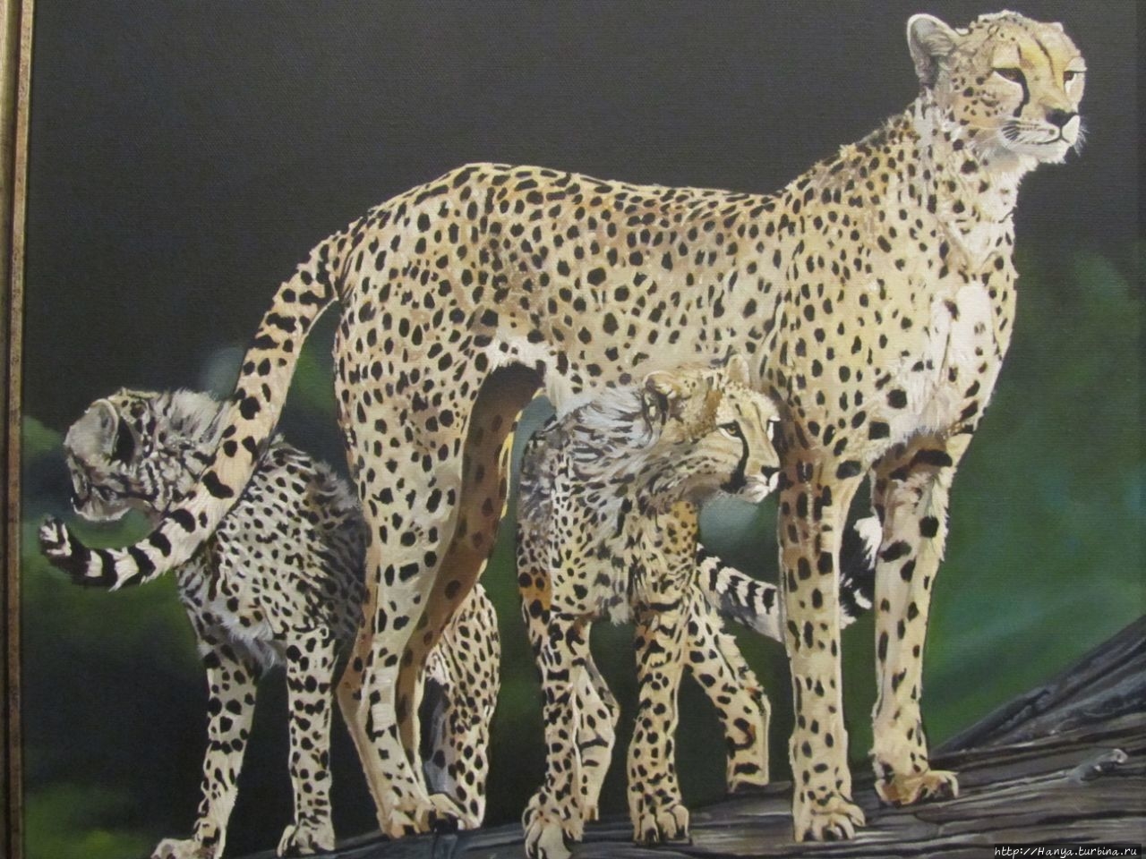 Гепард работы Тима Даусона