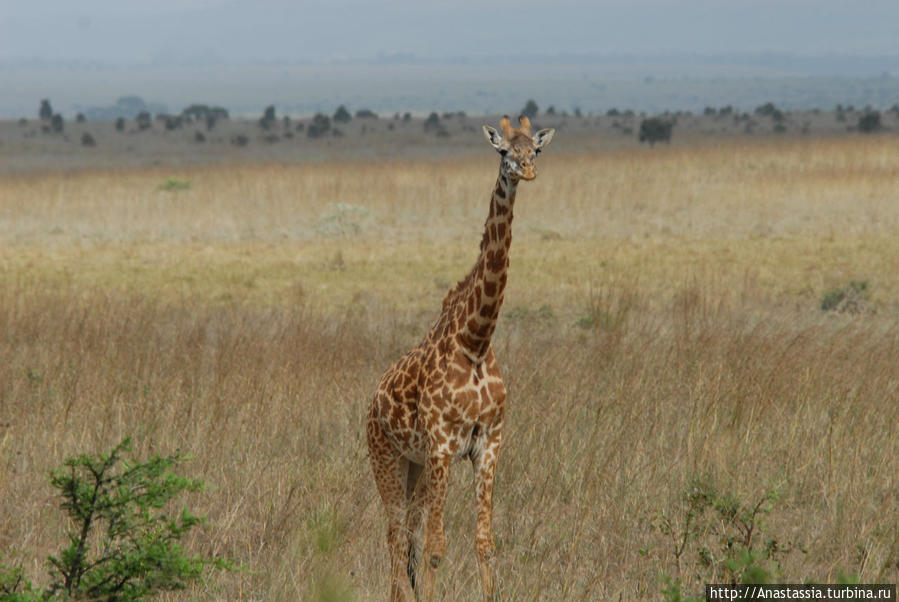 Национальный   парк Найроби Найроби, Кения