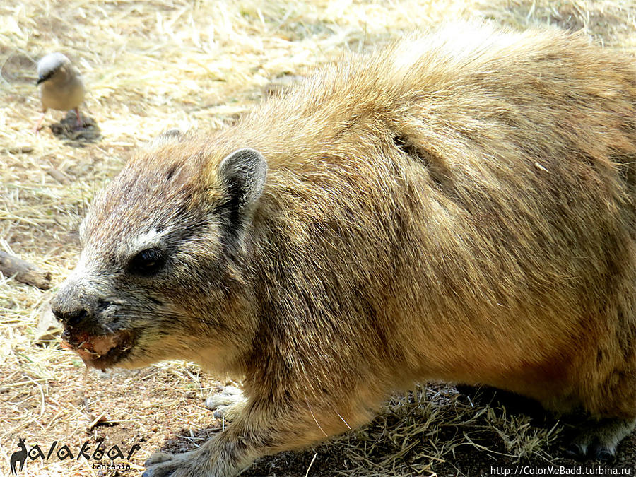 это — Rock Hyrax. За день до этого я бегал за ними по всей степи. фотографировать хотел. оказалось... Танзания