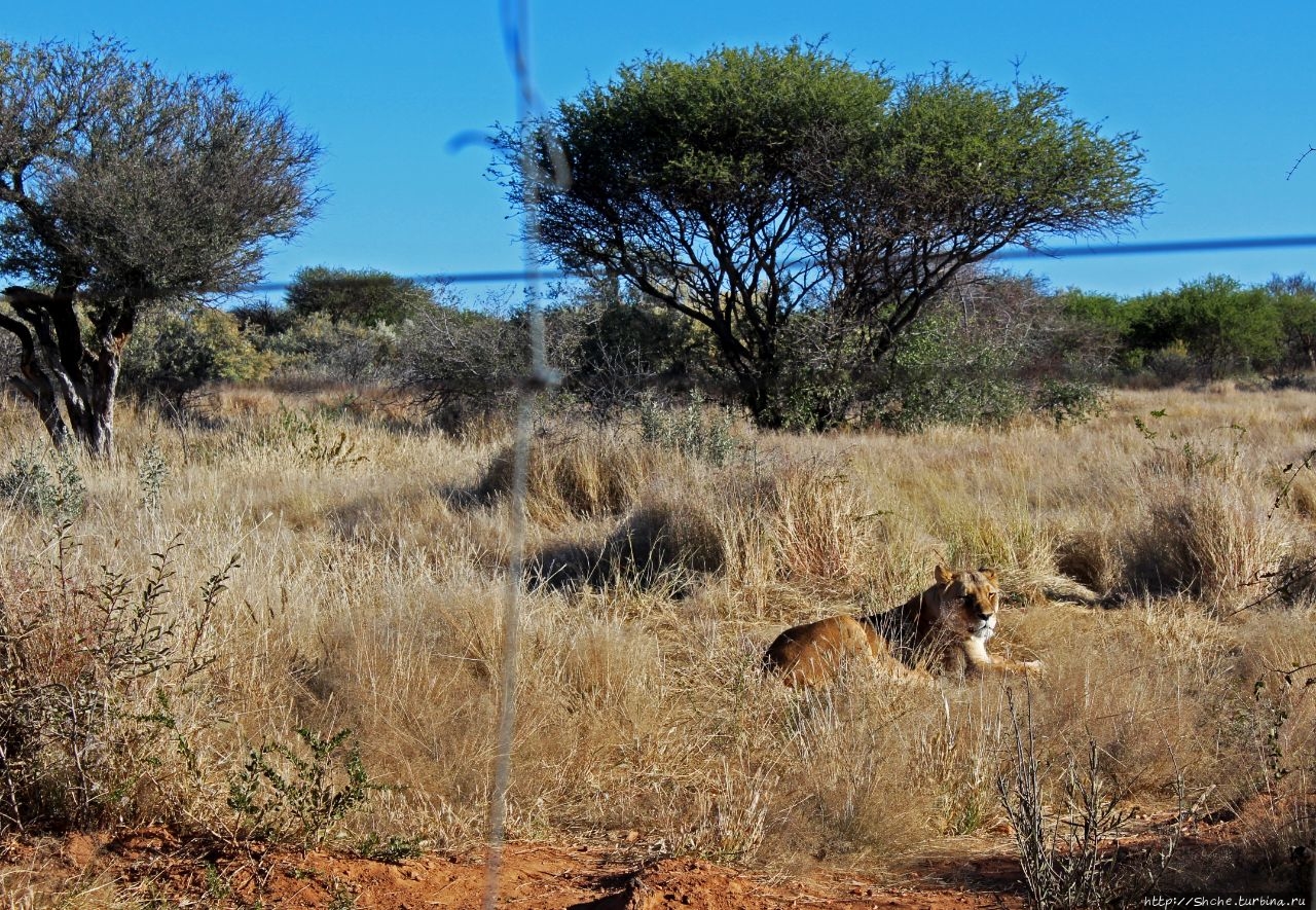 Энаан кю сэ Лодж и Заповедник Ферма Фрауэнштайн, Намибия