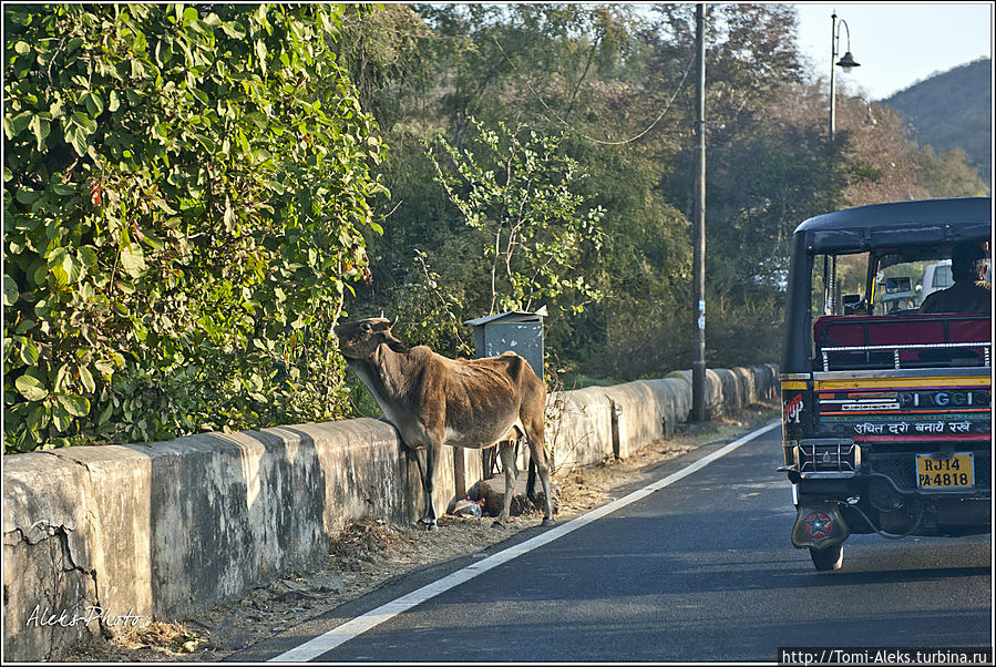 Дорога в форт Амбер (Индийские Приключения ч26) Джайпур, Индия