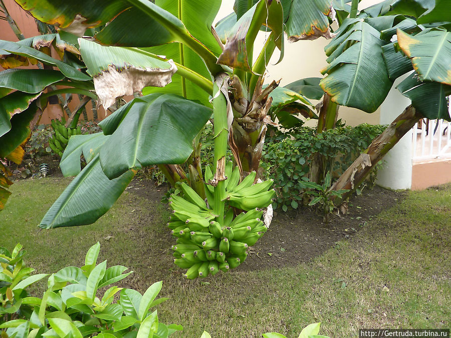 Бананы прямо под нашим окном. Баваро, Доминиканская Республика