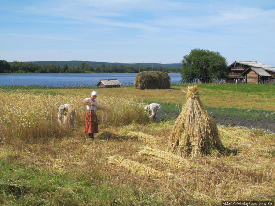 Сцены из сельской жизни. Мурманская область, Россия