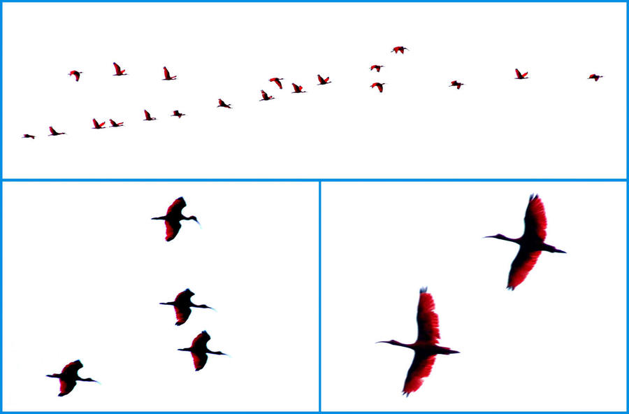 На этих кадрах я просто сделал осветление.  Цвет птиц остался неизменным. На снимке выше можно посмотреть как они выглядят на пасмурном небе. Карони, Тринидад и Тобаго