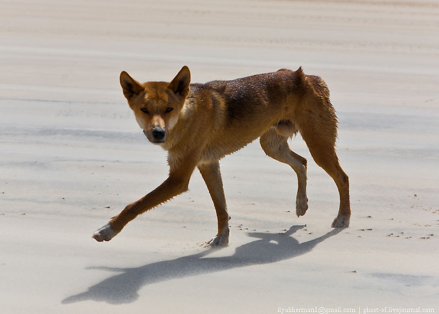 А вот и дикая собака Динго Остров Фрейзер, Австралия