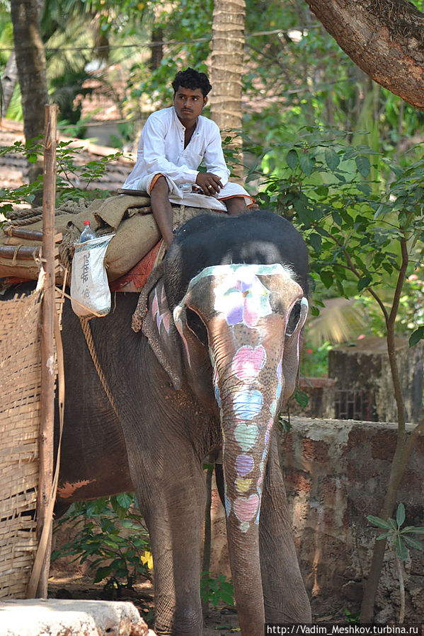 Индийский слон Штат Гоа, Индия