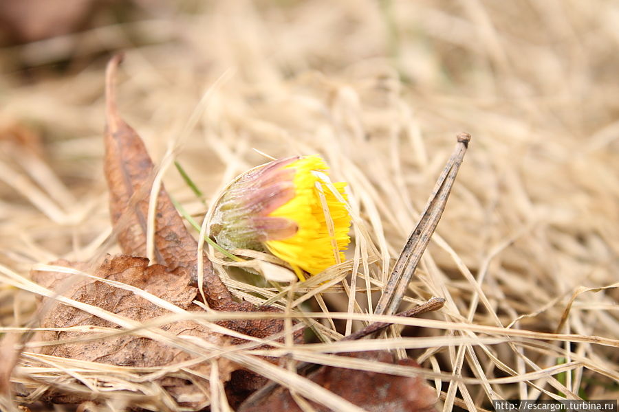 Врядли, ведь для растений и корней деревьев опавшие и разлагающиеся листья являются дополнительным удобрением и защитой от переохлаждения. Минск, Беларусь