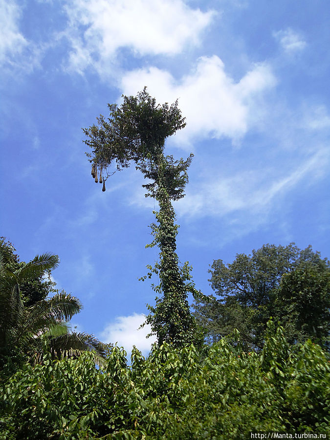 Грушки, висящие на дереве — это птичьи гнезда. Лаго-Агрио, Эквадор