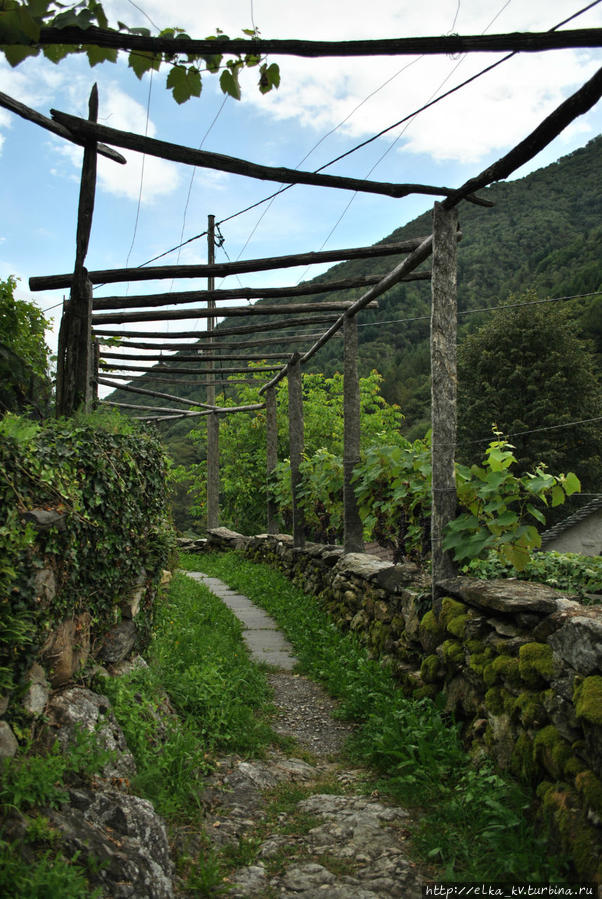 Виноградная терраса вблизи Интраньи Локарно, Швейцария