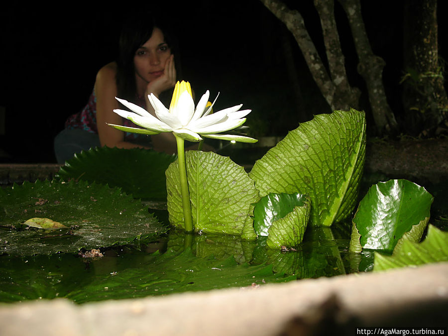 Ночные цветы джунглей Таиланд