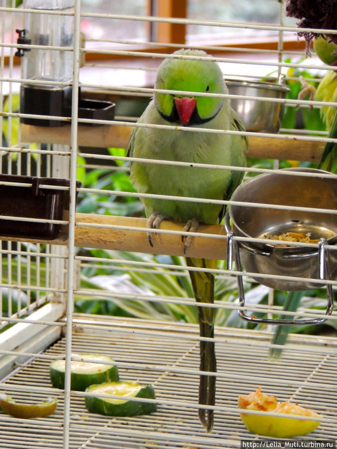 вот такая живность провожает в путь ))) Челябинск, Россия