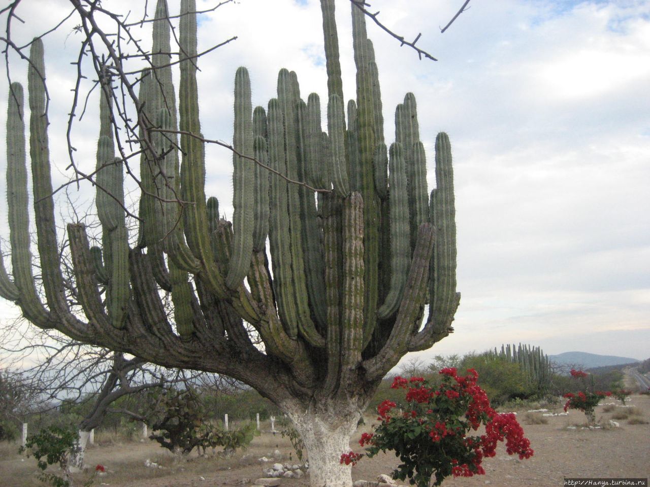 Гигантские кактусы мексиканской пустыни. Ч.49 Мексика