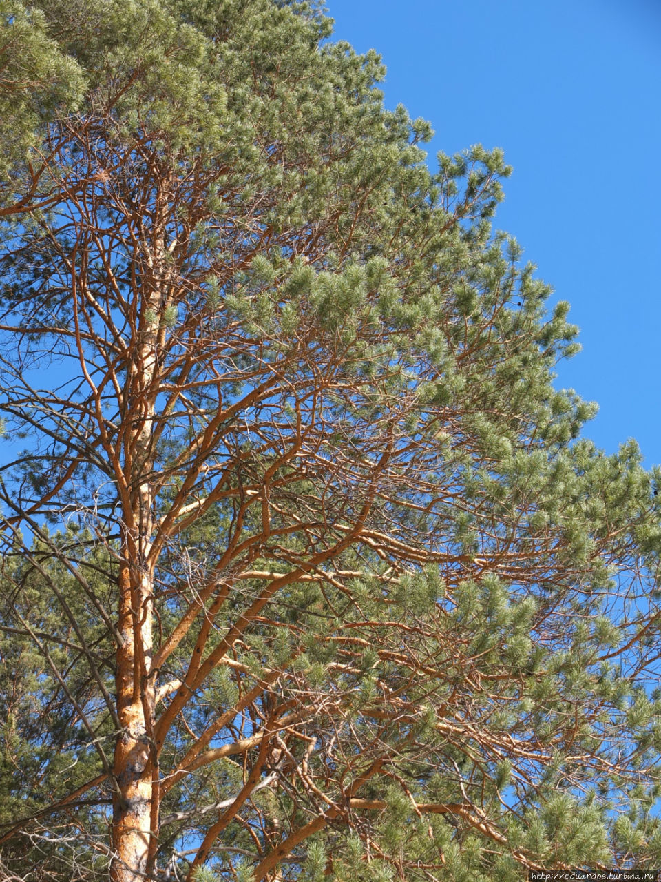 С настроением весеннего леса... Красноярск, Россия