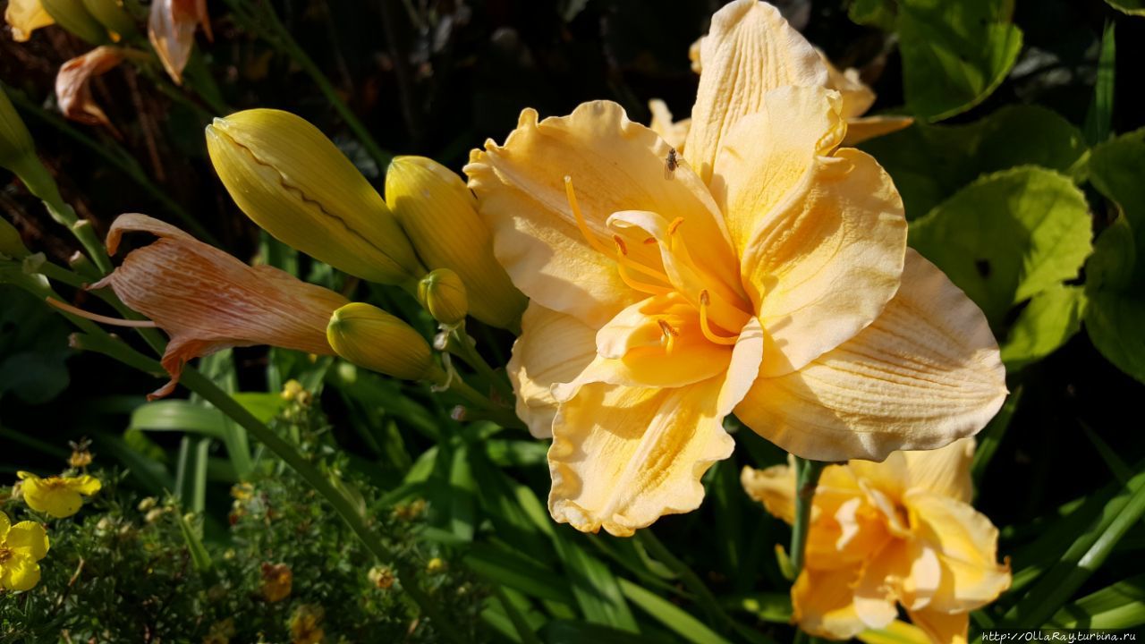 Совершенно очаровательные цветы. Совершенно очаровательные цветы.