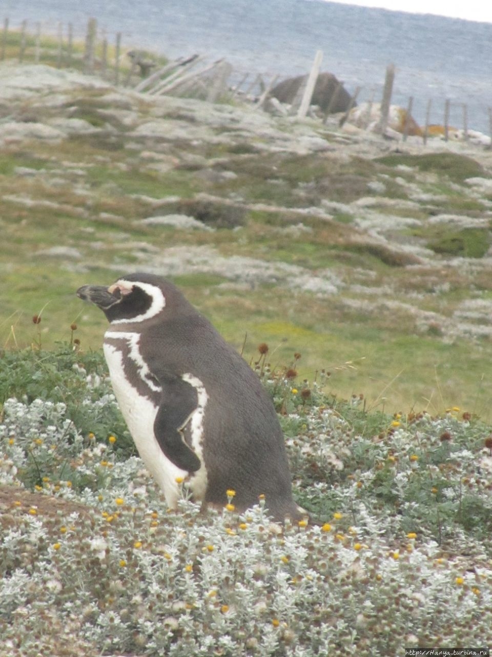 Заповедник пингвинов Сено Отвей Лагуна-Отвей, Чили