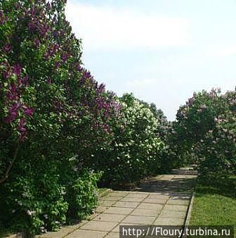 Ботанический, нет райский сад в Киеве Киев, Украина