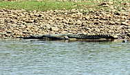 Четырехметровый читванский крокодил любит только рыбу...