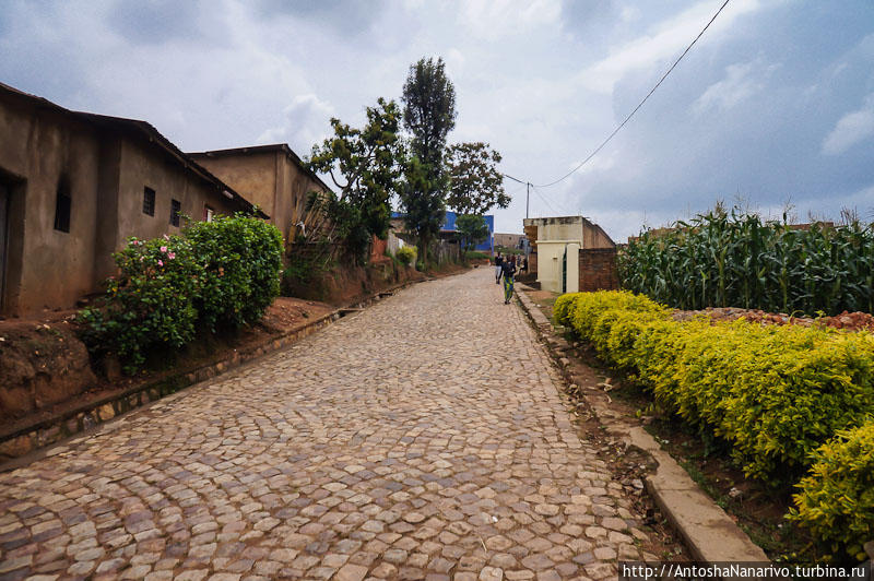 Мощёная дорога  и кусты. Кстати, в Руанде даже в самой глухой деревне кусты аккуратно подстрижены. Когда вам кто-нибудь скажет, что негры дикие, вспомните этот факт. Гиконгоро, Руанда