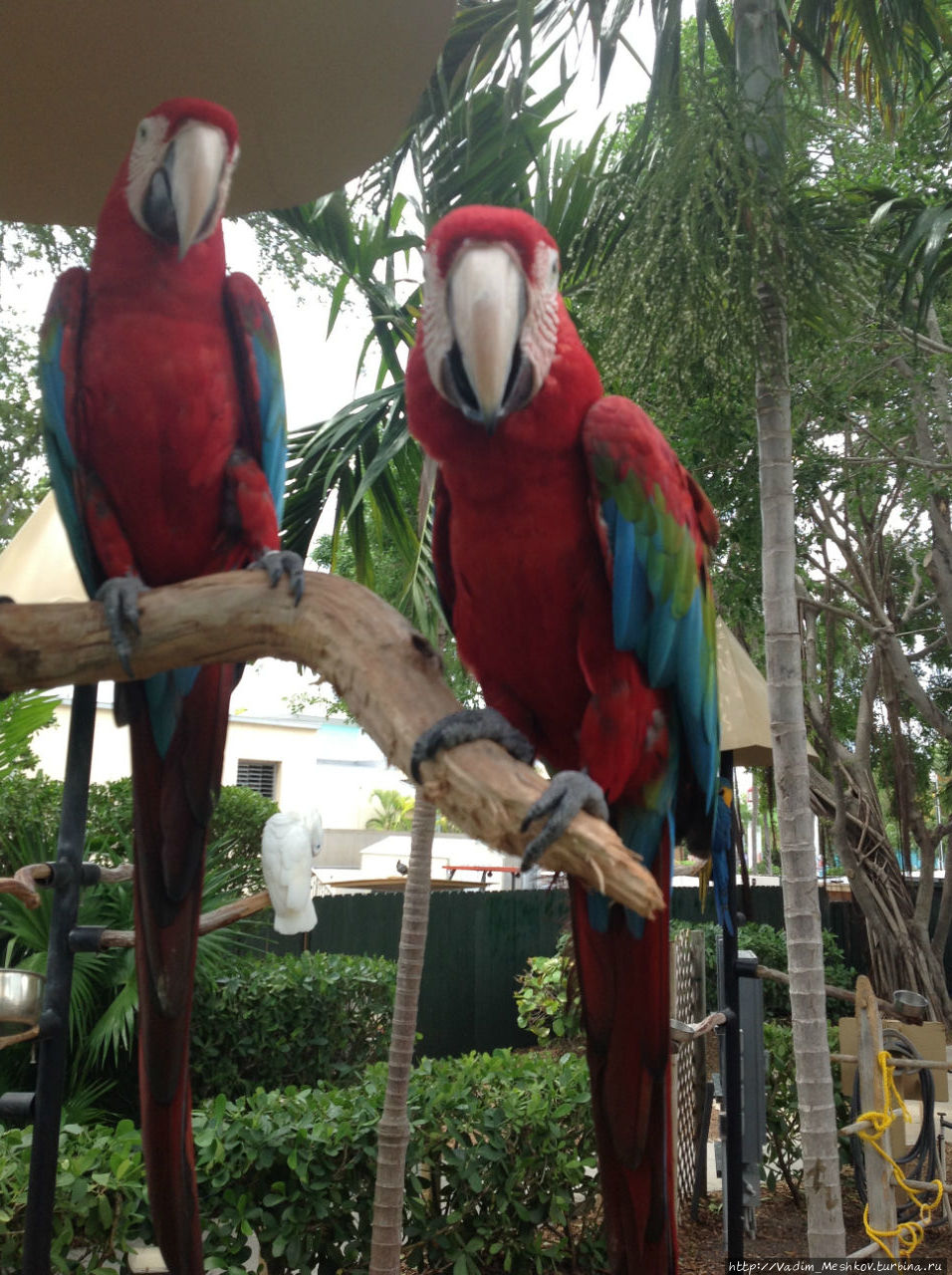 Попугаи ара. Майами, CША