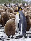 пришли пингвины к непингвину 
и окружили с всех сторон 
на лицах их попеременно 
то омерзение то грусть