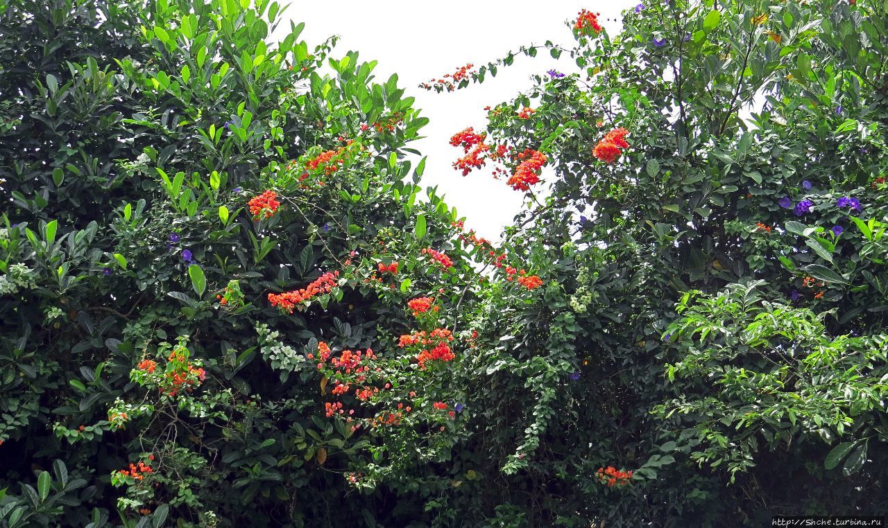 Обитатели Ботанического сада в Этеббе. Флора