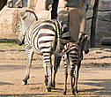 У зебры появился жеребенок, наверное совсем маленький