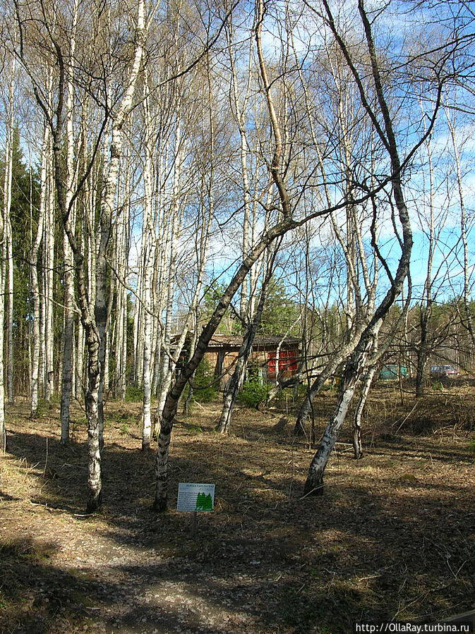 Дендрарий весной. На самом деле он куда обширнее, а деревья в нём самые разнообразные. Кивач Заповедник, Россия