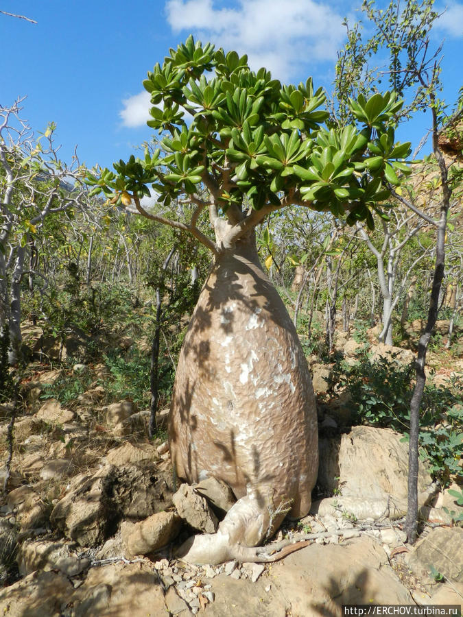 Удивительная Сокотра. Ч-3. Растительный мир Сокотры Остров Сокотра, Йемен