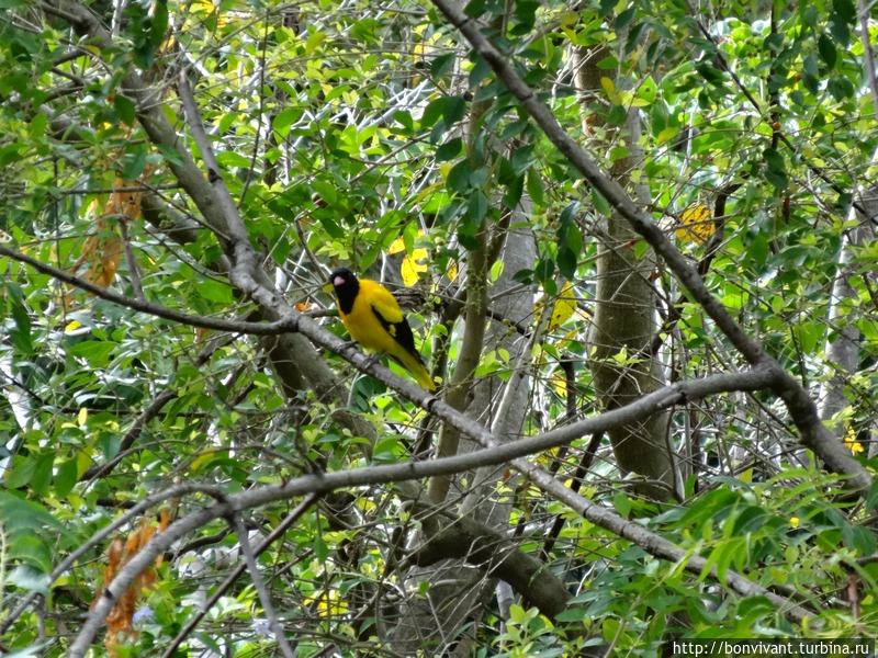 Найдите птичку Дамбулла, Шри-Ланка