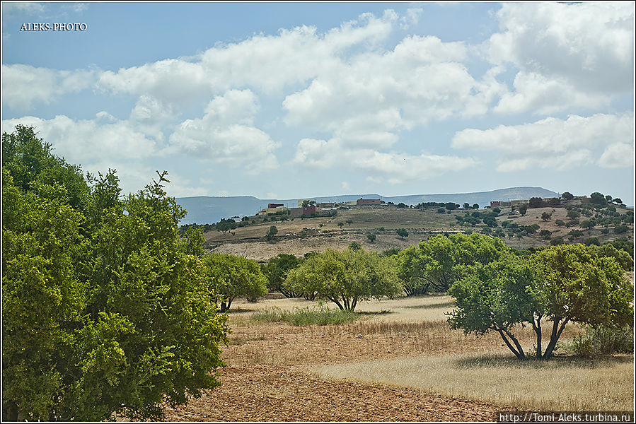 Аргановые деревья. Плоды маленькие и желтые, как мини апельсинчики...
*