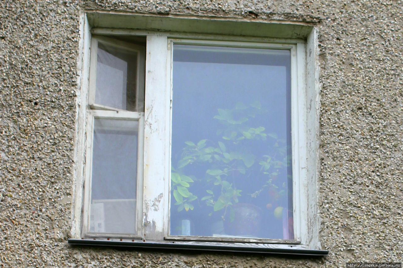 Павловские лимоны на окнах горожан. Павлово, Россия