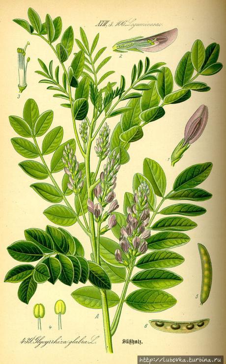 Glycyrrhiza glabra — Лакрица — по-фински, по-русски- Солодка Финляндия