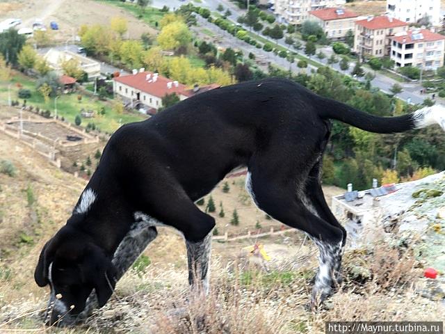 Наш  гид  по  туфовому  Ургюпу.   Турция.