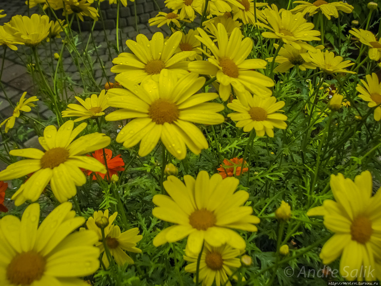 Лето. Рига Рига, Латвия