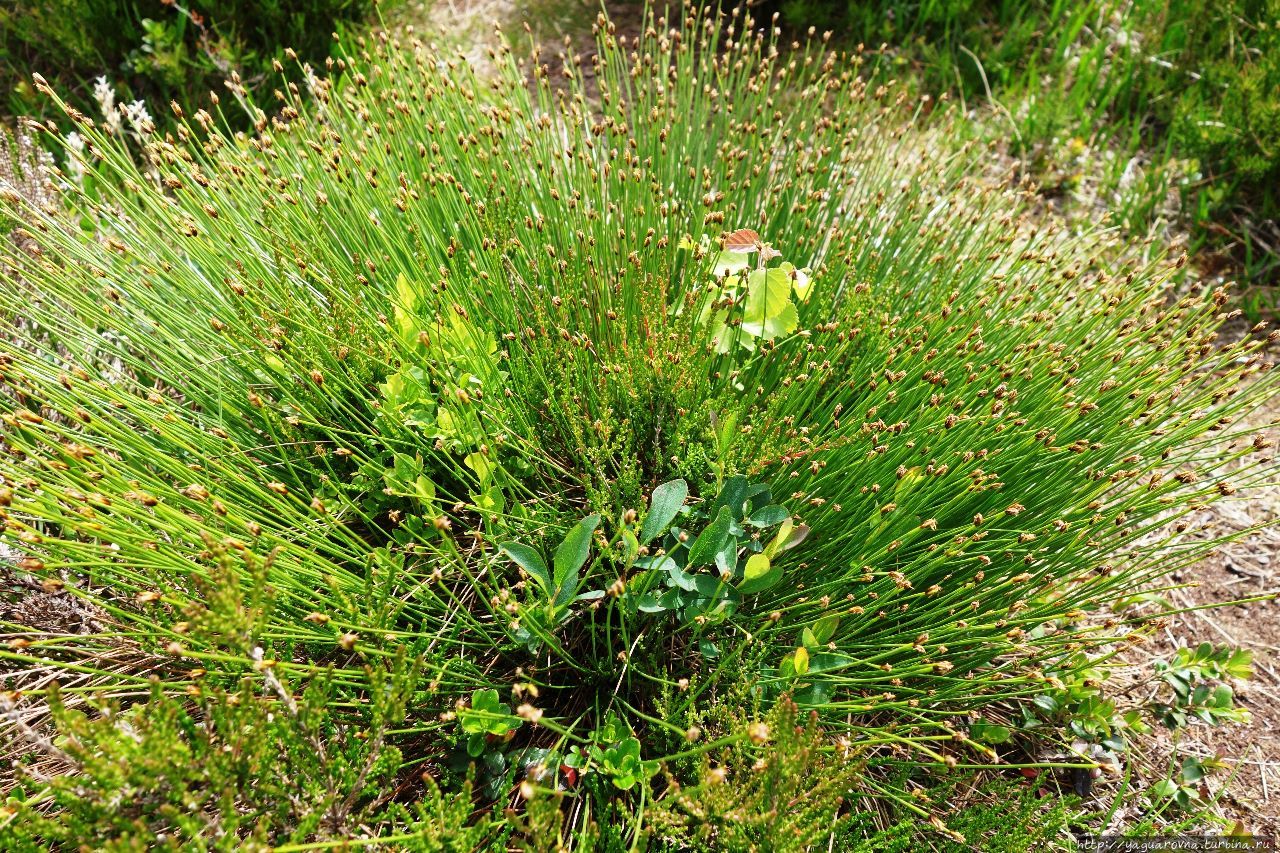 Сахарная вершина Олесунн, Норвегия Сахарная вершина Олесунн, Норвегия