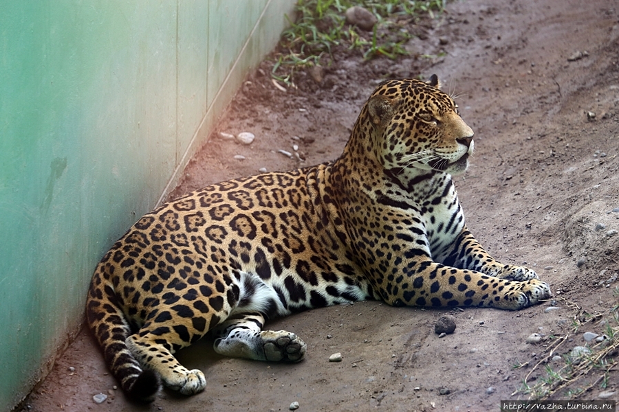 Зоопарк Лимы Лима, Перу