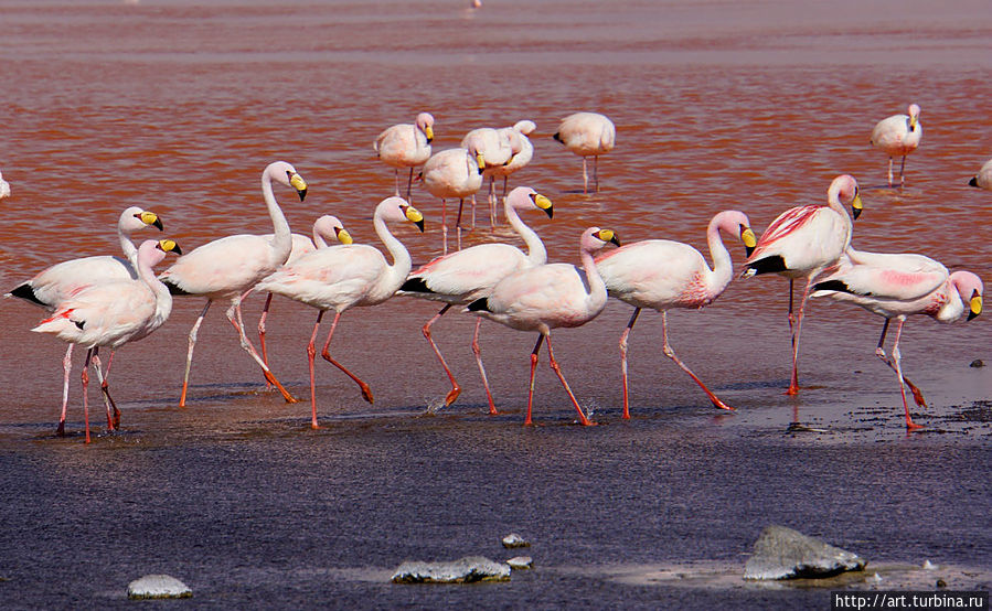 или любуясь желтоклювыми фламинго Уюни, Боливия