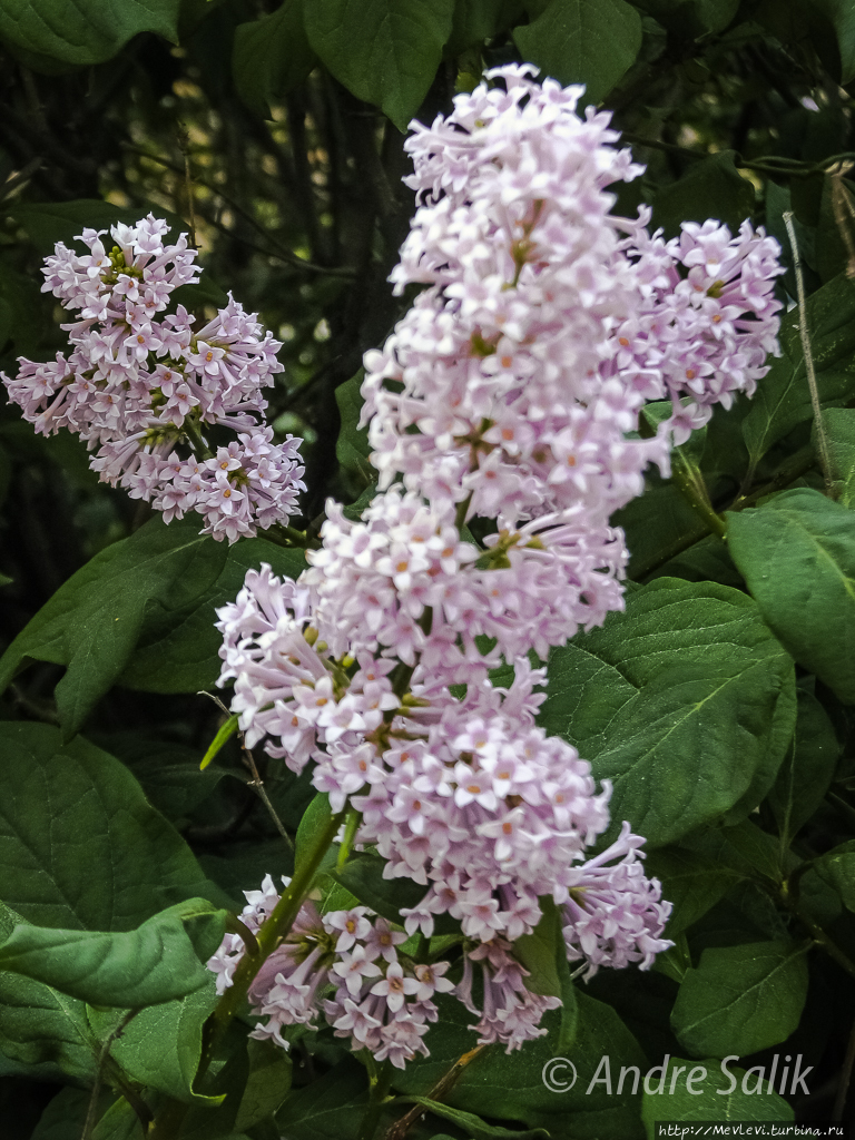 Лето. Рига. Июнь Рига, Латвия