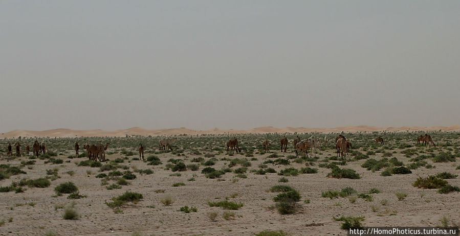 Дыхание Великой Пустыни Акжужт, Мавритания
